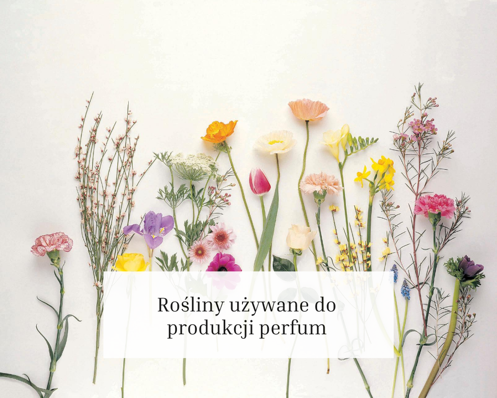 rośliny używane do produkcji perfum